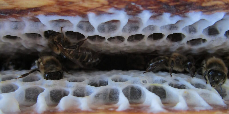 Méhkaptár építése méhviaszból