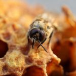 Méhviasz felhasználása – mire jó a természet csodája?