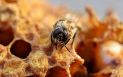 Méhviasz felhasználása – mire jó a természet csodája?