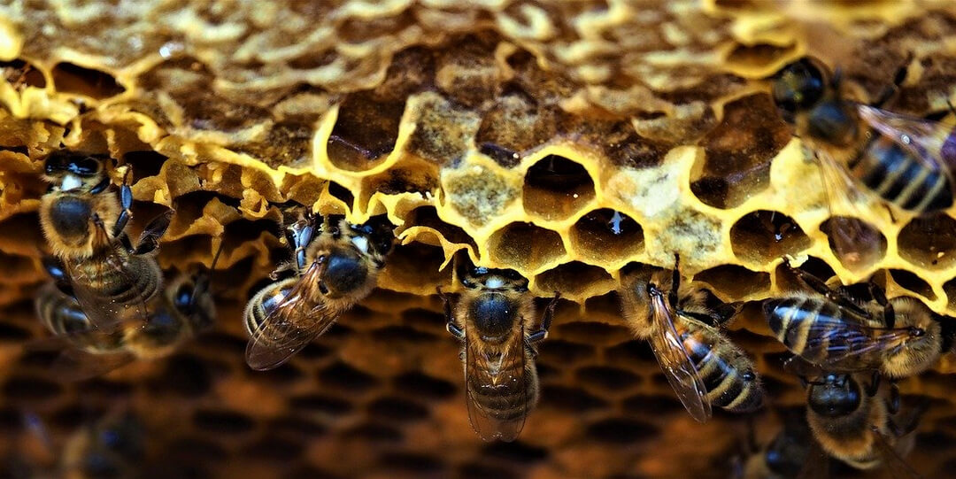 Méhviasz - méhek